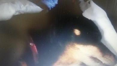 Photo of Pas kojem je zakucan ekser u glavu preminuo je juče